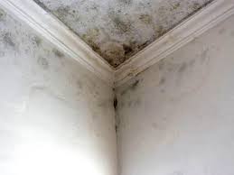 Best Emergency Mold Remediation  in Fairview, MT